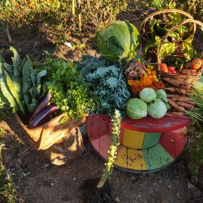 LOTS OF DELICIOUS PRODUCE FOR ALL